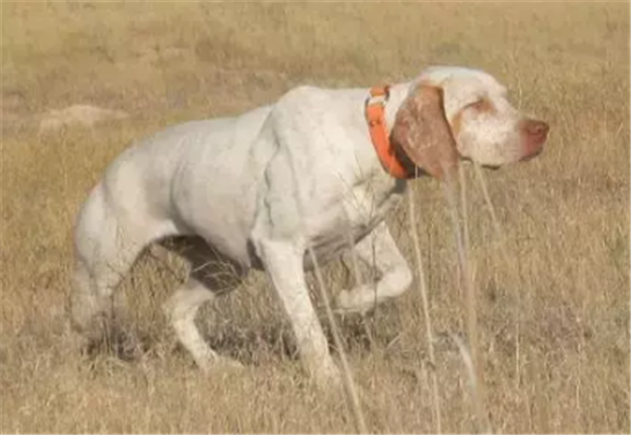 法国指示猎犬窝咳吃什么药最好 法国指示猎犬窝咳吃什么药最好