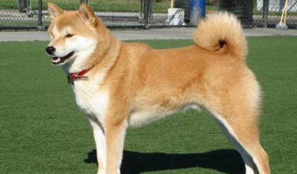 秋田犬的原产地在哪里 秋田犬的原产地在哪里