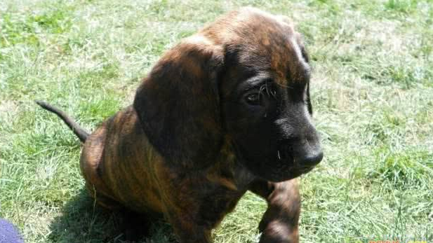 像其小型后裔巴伐利亚山地犬一样,汉诺威猎犬鼻子非常灵敏,能够追踪年