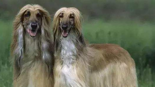多伯曼犬需要训练什么 多伯曼犬需要训练什么