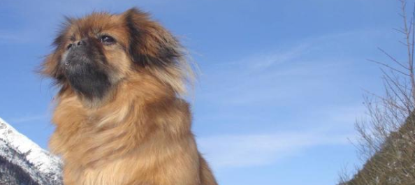 西藏猎犬训练技巧有哪些