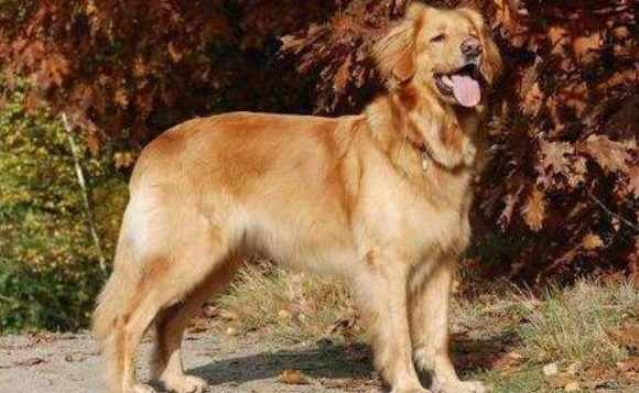 霍夫瓦尔特犬该怎么喂养