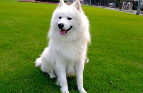 萨摩耶犬的原产地在哪里