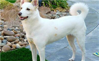 养卡南犬注意事项