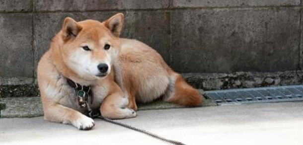 秋田犬的寿命一般是多久 秋田犬的寿命一般是多久
