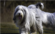 古代长须牧羊犬多少钱一只