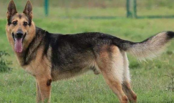 中国昆明犬有几种颜色 中国昆明犬有几种颜色