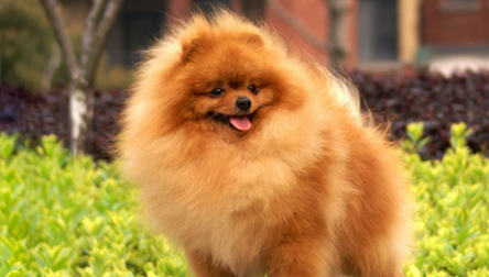 博美犬可以吃饭吗 博美犬可以吃饭吗