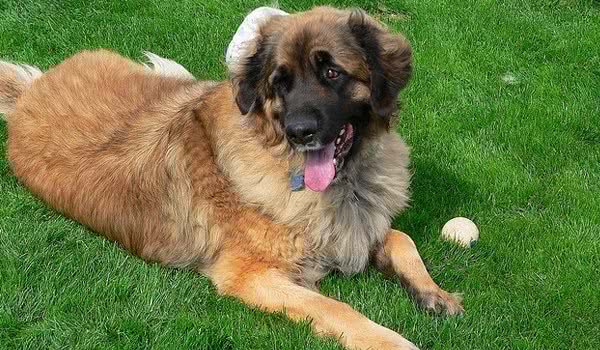 伯格犬窝咳吃什么药最好 伯格犬窝咳吃什么药最好