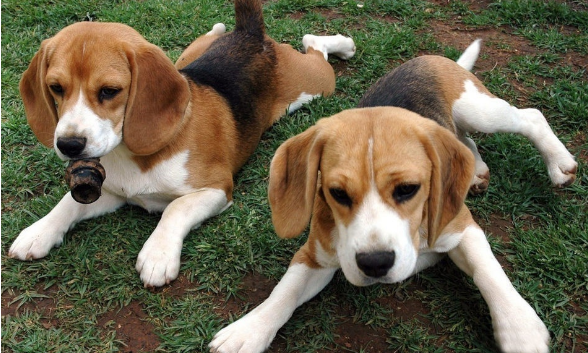 比格犬哪里有卖 比格犬哪里有卖