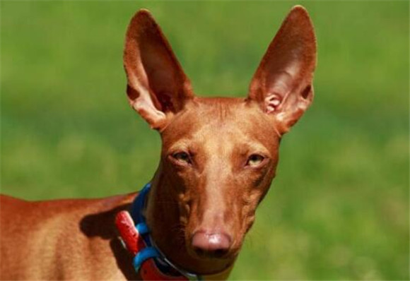 法老王猎犬多少钱一只 法老王猎犬多少钱一只