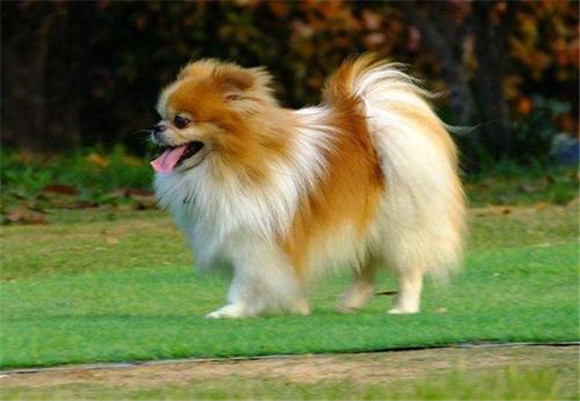 纯种博美犬能长多大 纯种博美犬能长多大