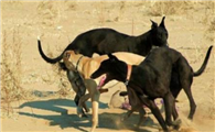 格雷伊猎犬的原产地在哪里