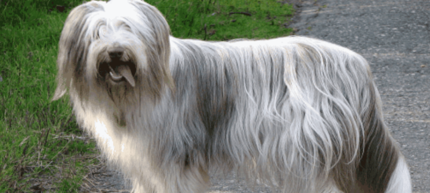 古代长须牧羊犬的原产地在哪里 古代长须牧羊犬的原产地在哪里