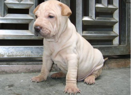 中国沙皮犬的性格外貌特征