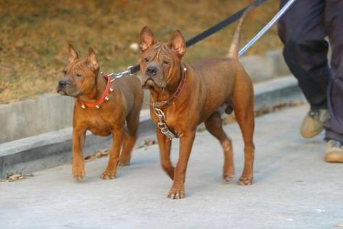 川东猎犬训练技巧 川东猎犬训练技巧