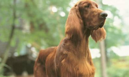 赛特犬一天吃几顿 赛特犬一天吃几顿