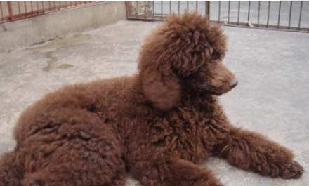 爱尔兰雪达犬掉毛吗