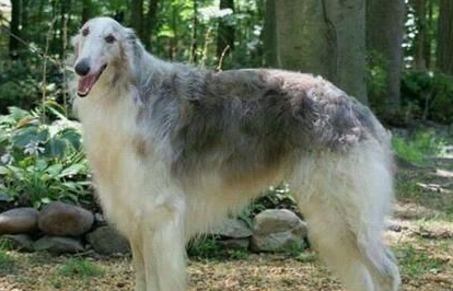 苏俄猎狼犬如何训练