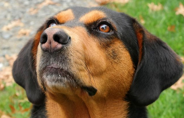 黑褐猎浣熊犬的起源和历史
