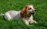 英国可卡犬多少钱一只