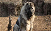 高加索犬训练技巧有哪些