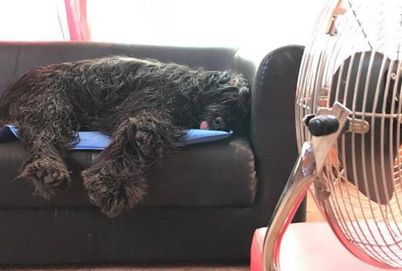 伯瑞犬一天吃几顿 伯瑞犬一天吃几顿