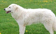 购买库瓦斯犬注意些什么