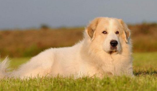 大白熊犬的起源和历史 大白熊犬的起源和历史