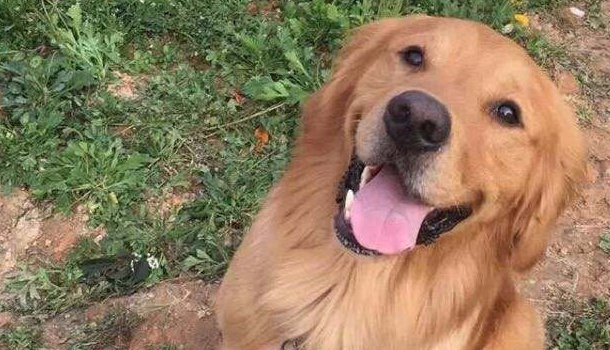 霍夫瓦尔特犬多少钱一只