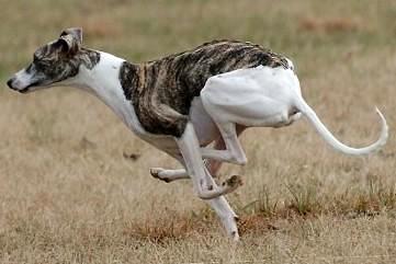 惠比特犬的饲养要点有哪些 惠比特犬的饲养要点有哪些