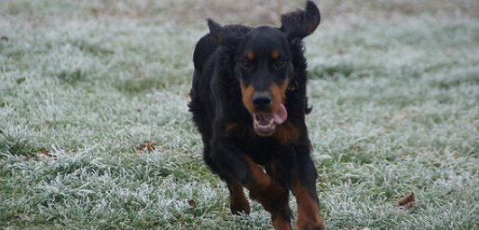 戈登雪达犬如何训练 戈登雪达犬如何训练