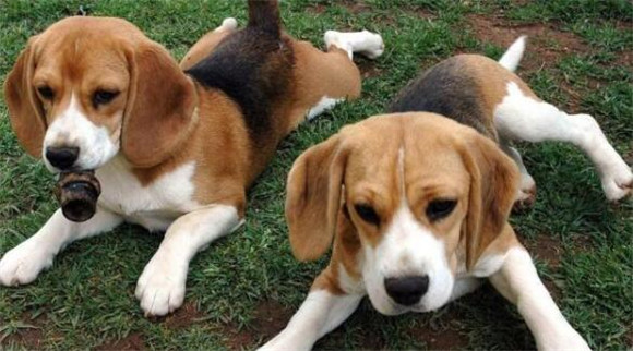 克龙弗兰德犬需要训练什么 克龙弗兰德犬需要训练什么