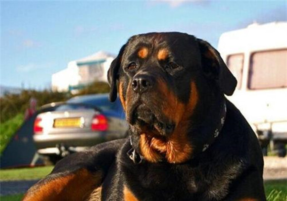 罗威纳犬的原产地在哪里 罗威纳犬的原产地在哪里