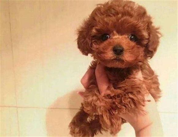 贵宾犬的用途是什么