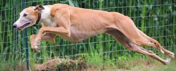 格雷伊猎犬的饲养要点有哪些 格雷伊猎犬的饲养要点有哪些