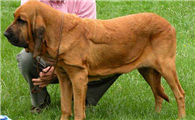 寻血猎犬多少钱一只