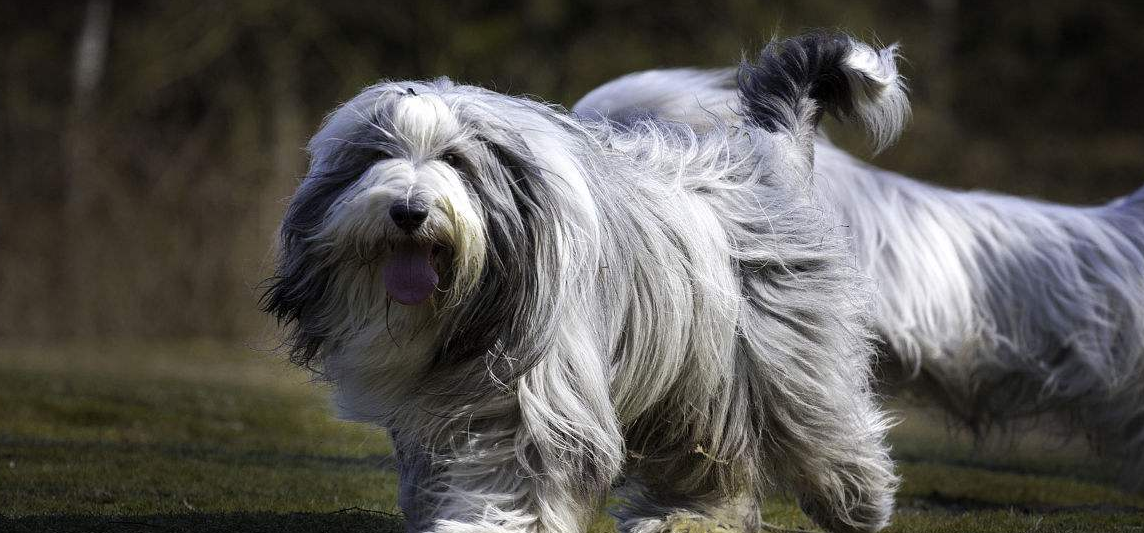 古代长须牧羊犬多少钱一只