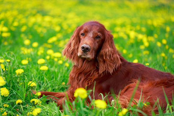 爱尔兰塞特犬窝咳吃什么药最好
