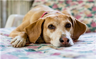格雷伊猎犬怎么训练才听话