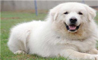 大白熊犬吃多了吐了怎么办