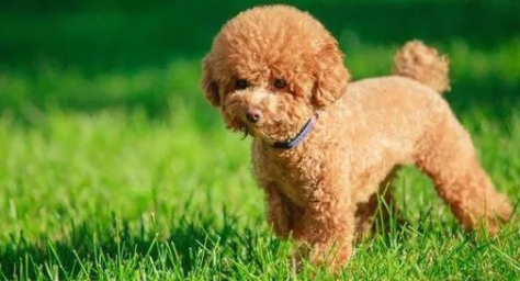 泰迪犬的体高是多少 泰迪犬的体高是多少