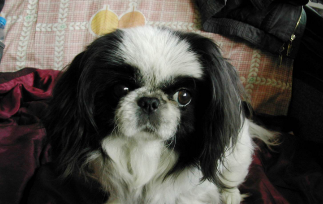 日本狆的性格外貌特征