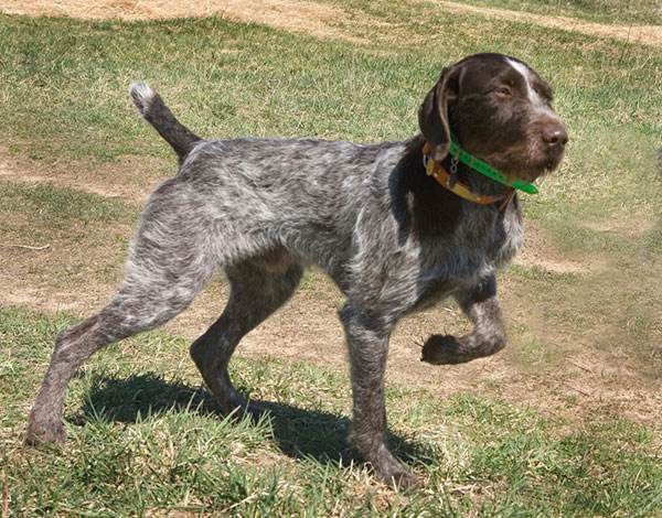 德国刚毛指示犬有几种颜色