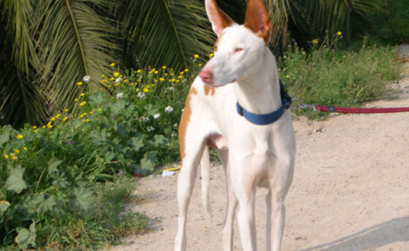 依比沙猎犬什么颜色好