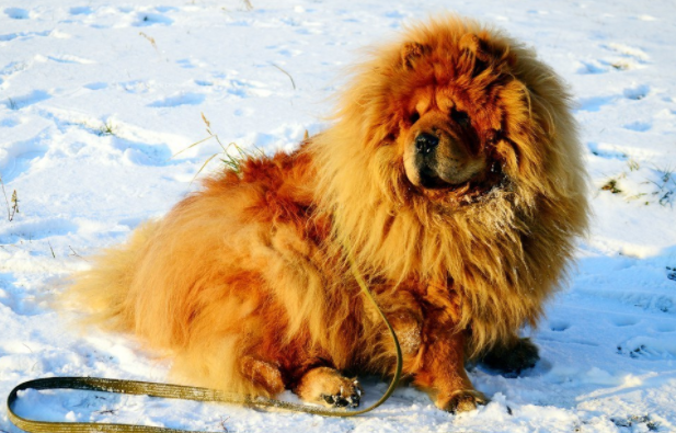 松狮犬吃多了拉稀怎么办 松狮犬吃多了拉稀怎么办
