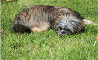 罗秦犬该怎么喂养