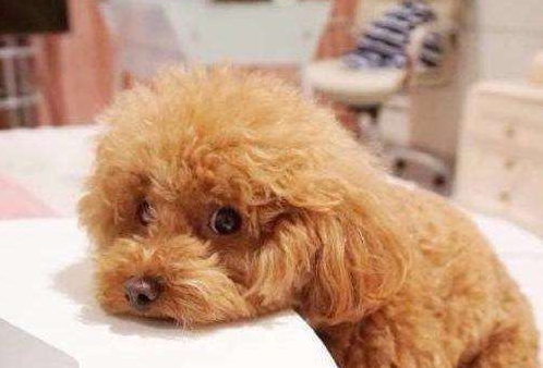 购买泰迪犬注意些什么