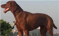 维兹拉犬的饲养要点有哪些