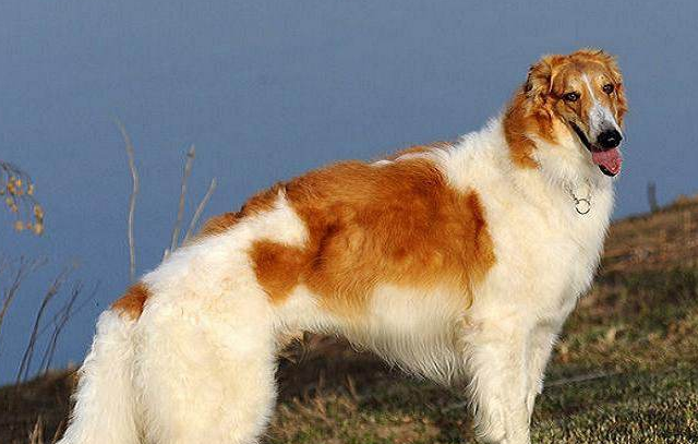 苏俄猎狼犬的体重大约是多少